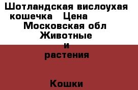Шотландская вислоухая кошечка › Цена ­ 5 000 - Московская обл. Животные и растения » Кошки   . Московская обл.